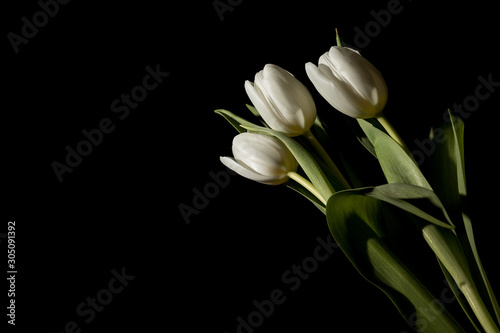 Bouquet of three tulips in total darkness under studio lighting