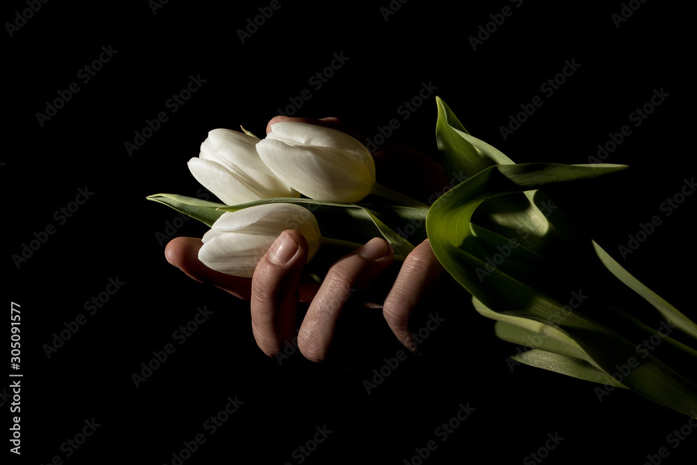 Fototapeta premium A man's hand squeezes three tulips in total darkness under studio lighting