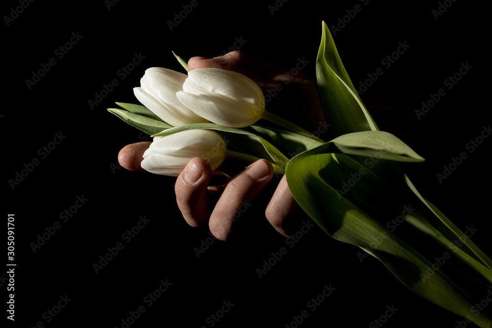 Fototapeta premium A man's hand squeezes three tulips in total darkness under studio lighting