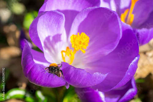 Closeup of wild bee (prob. Tawny mining bee, Andrena fulva) on violet spring crocus flower (Crocus vernus) photo