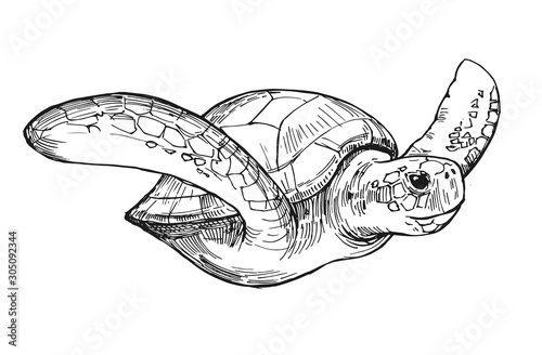 Water turtle sketch. Hand drawn illustration converted to vector. Isolated on white background
