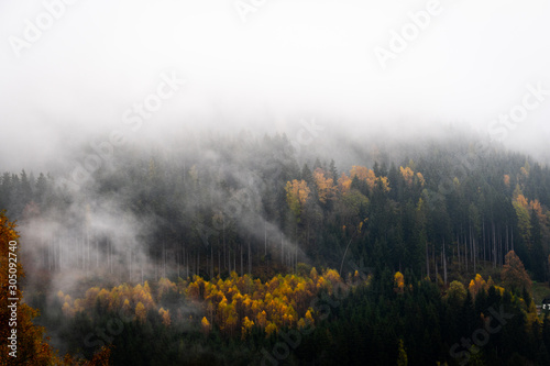 Nebel zwischen Bäumenin Herbstfarben