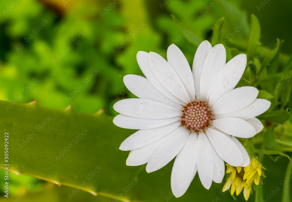 Fototapeta premium white flower osteospermum with raindrops