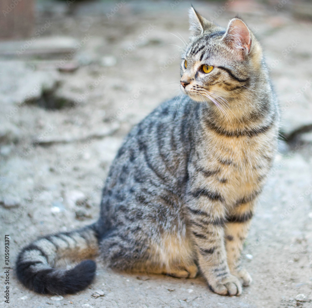 Profile photo of a cute cat sitting in the yard.