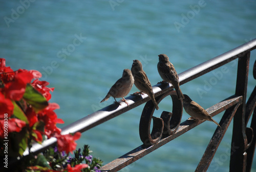 pair of birds on roof2 photo