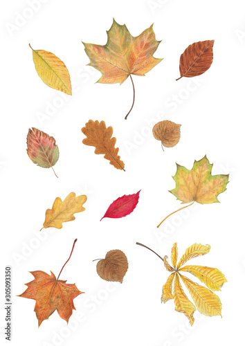 autumn leaves isolated on white background, illustration, poster design, botanical illustration
