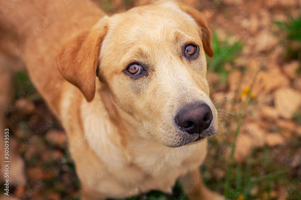 Portrait of a beautiful dog