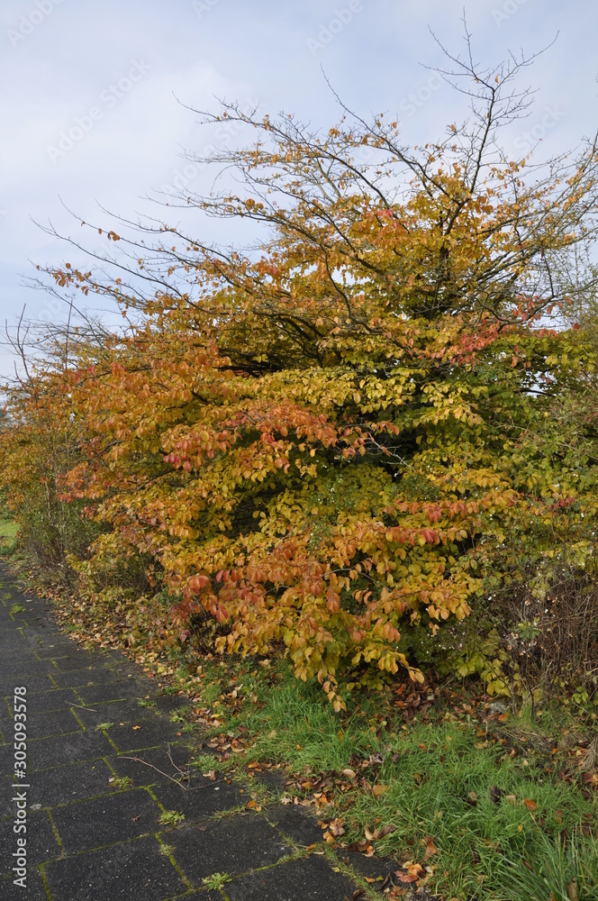 Naklejka premium Nature picture