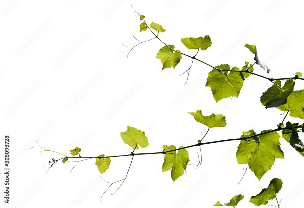 Grape vine, brightly lit by the sun, isolated on a white background. Grape vine, brightly lit by the sun, isolated on a white background.