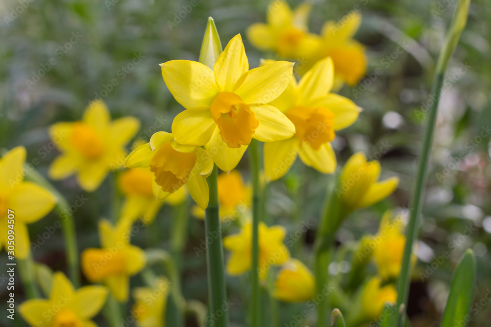Obraz premium Yellow Daffodils in spring in Scotland