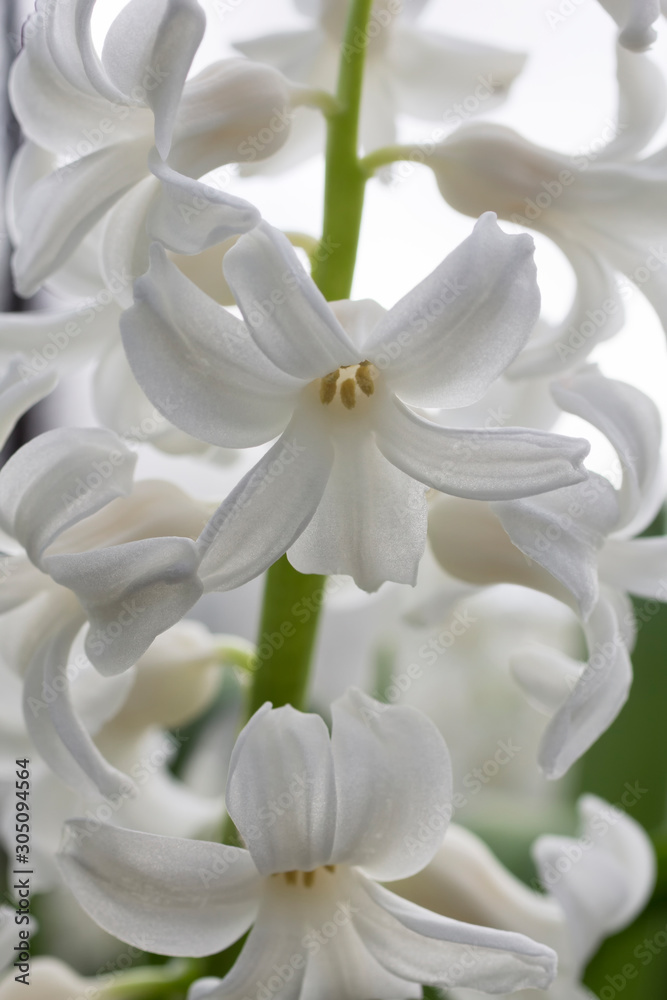 Hyacinth flowers in the summer Hyacinth flowers in the summer