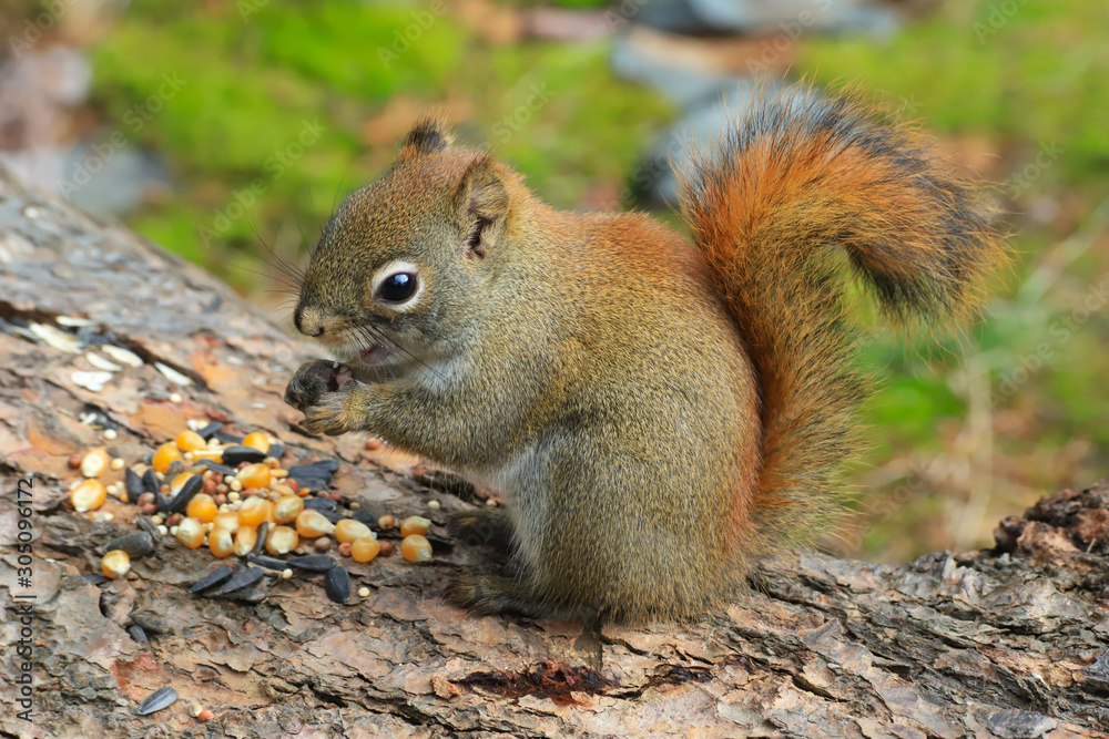 squirrel in the woods squirrel in the woods
