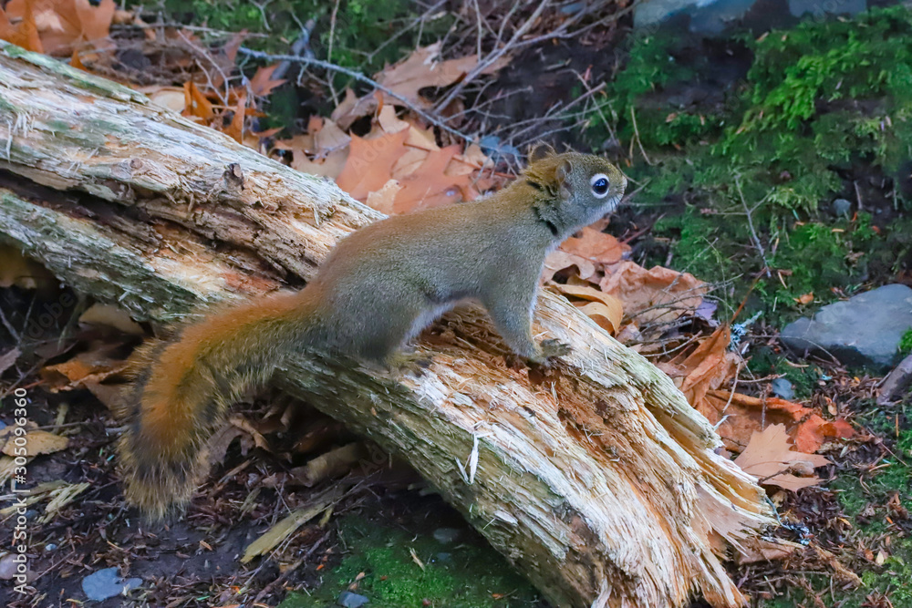 Obraz premium squirrel on a log