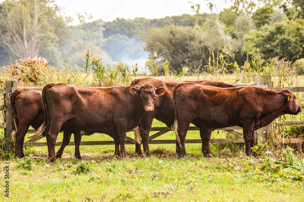 Group of brown cows standing in field.