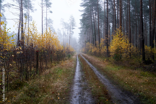 Rain and fog in the forest © Mike