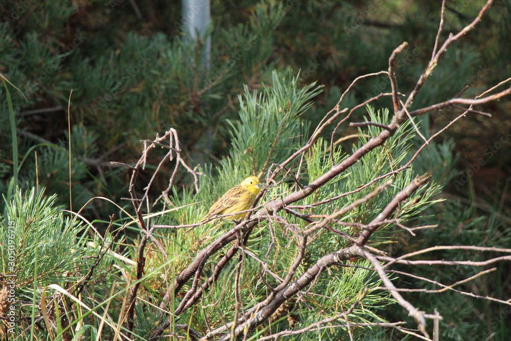 Obraz premium Goldammer