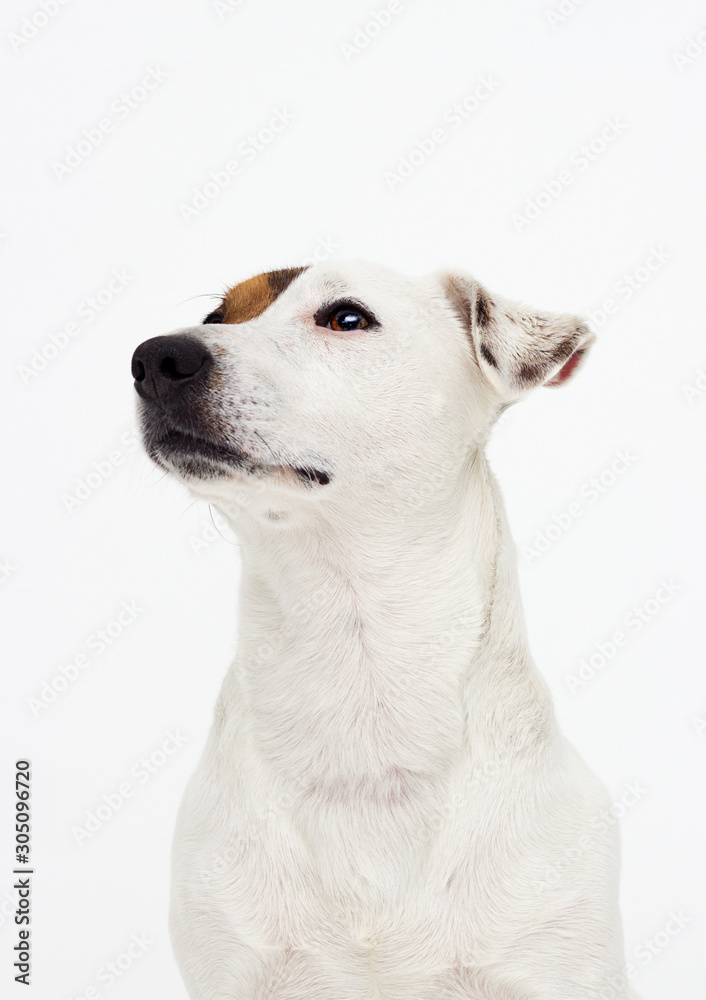 portrait dog jack russell terrier on a white background portrait dog jack russell terrier on a white background