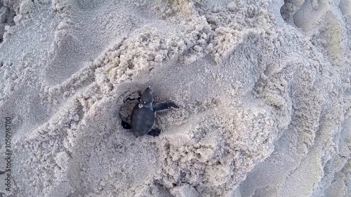 Green sea turtle hatching going towards the sea on the Swahili coast, Tanzania.