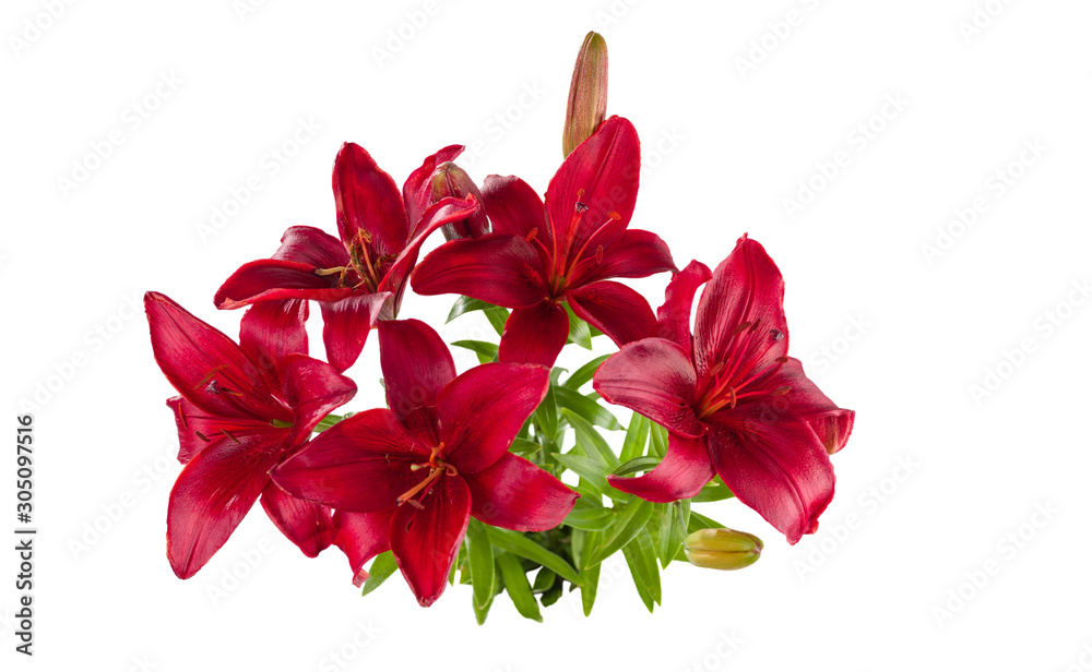 A bouquet of red day lilies. Isolated on white background. A bouquet of red day lilies. Isolated on white background.