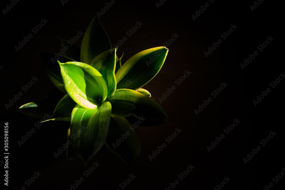 green leaf on black background. tree isolated on black background. green leaf on black background. tree isolated on black background.