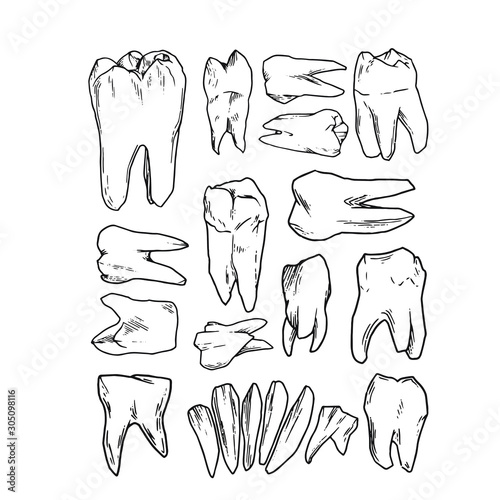 teeth