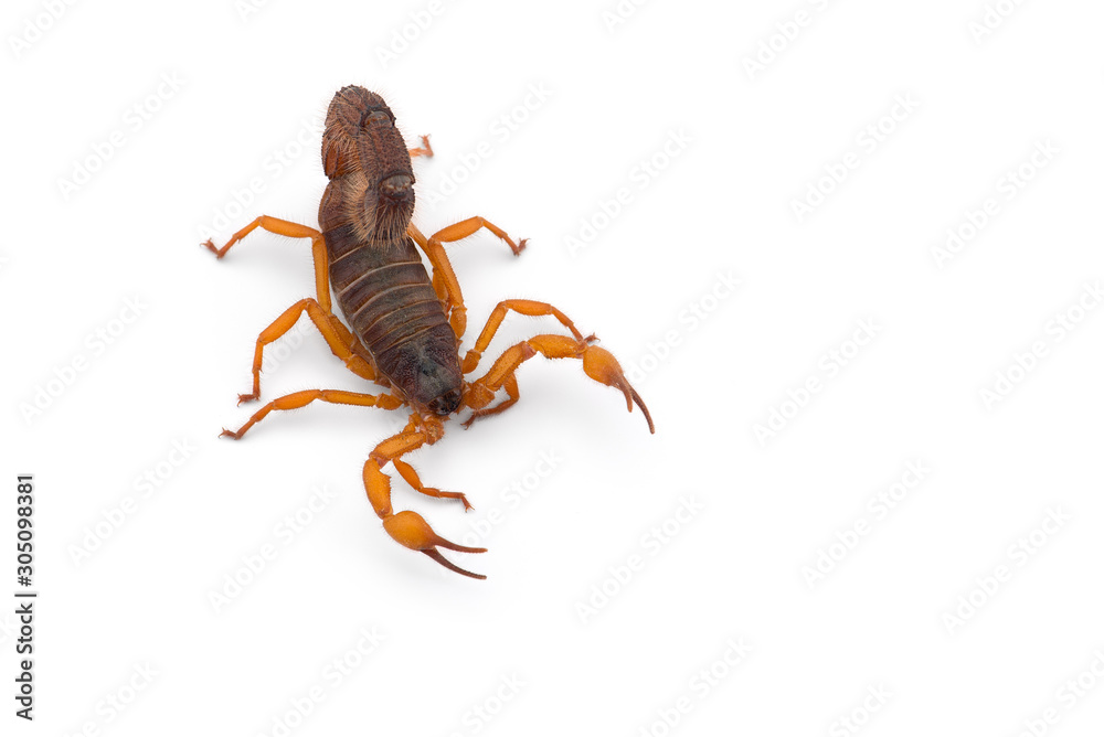 African venom Scorpion isolated on white background African venom Scorpion isolated on white background