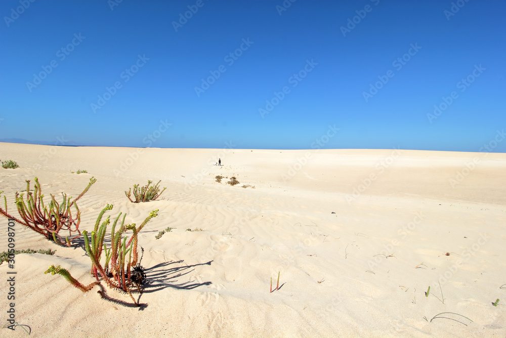 Obraz premium Corralejo sand, dunes and plants. Fuerteventura. Canary Islands. Spain