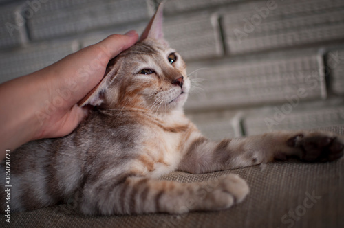 Female silver spotted tabby bengal kitten gets petted by white caucasian female.