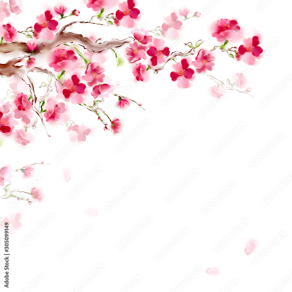 Blooming sakura japan cherry branch with pink flowers. Spring sakura card design. Isolated on white background.