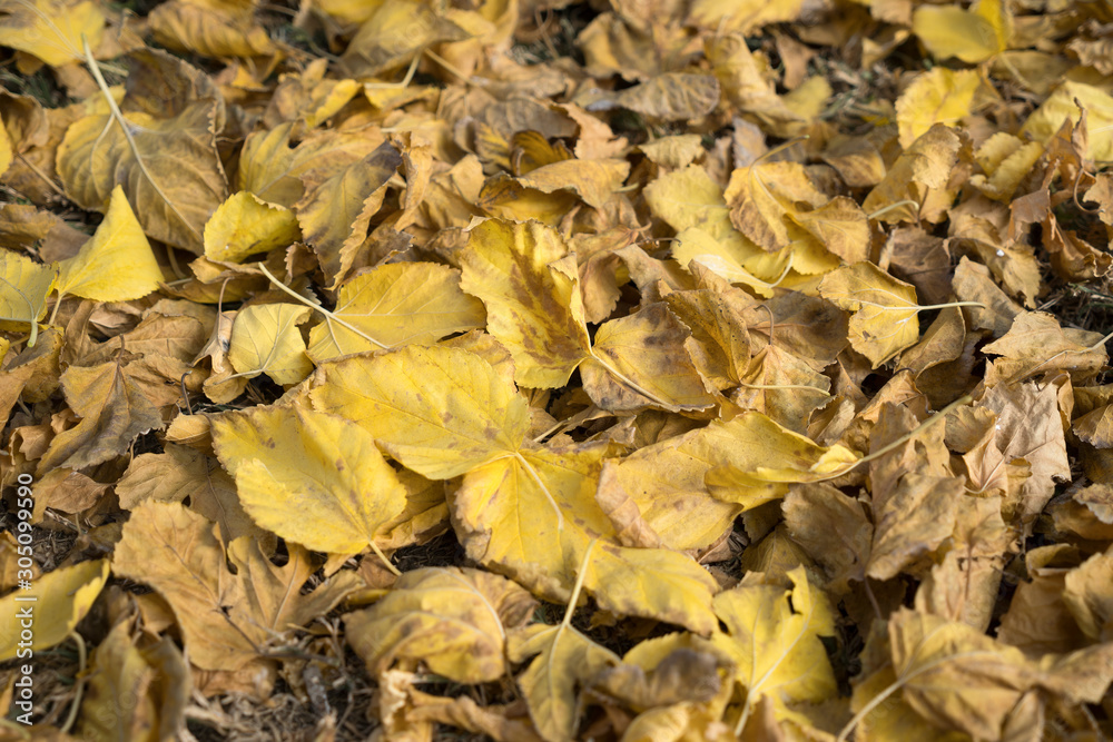 Dry yellow fall leaves on the ground