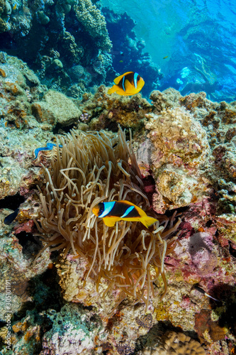 Anemone fish and Coral reef at the Red Sea, Egypt