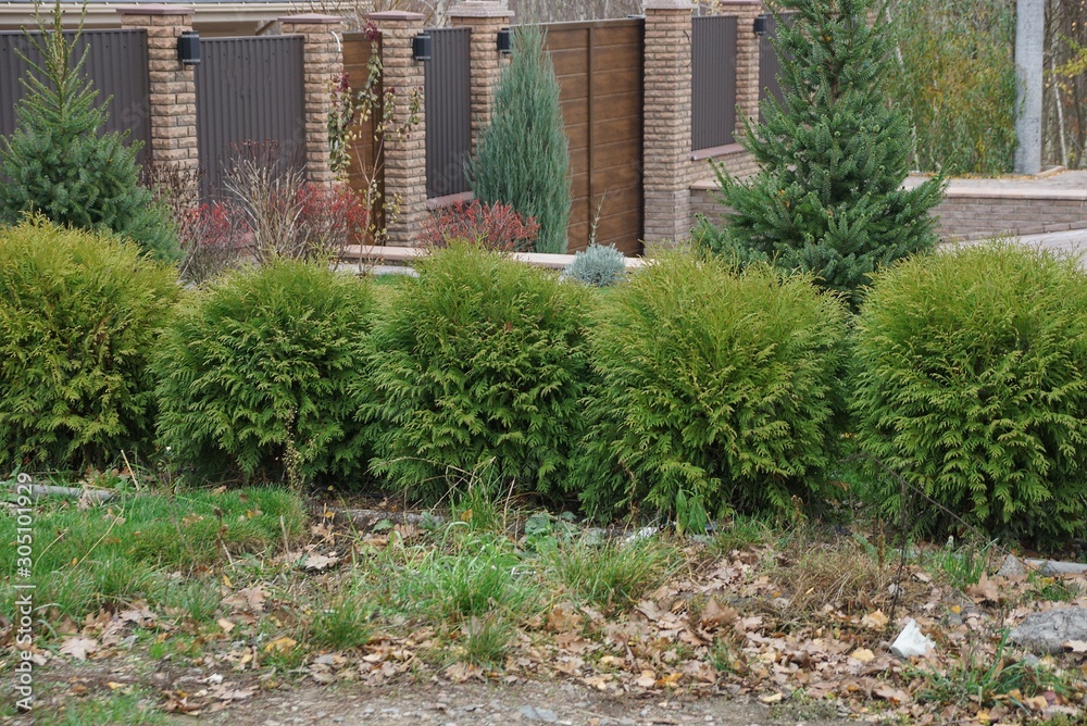 row of small coniferous green spruces outdoors