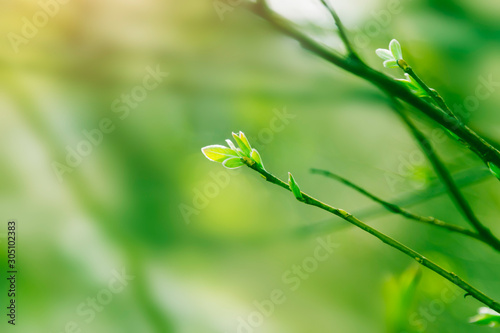 Fresh young green leaves of twig growing in spring