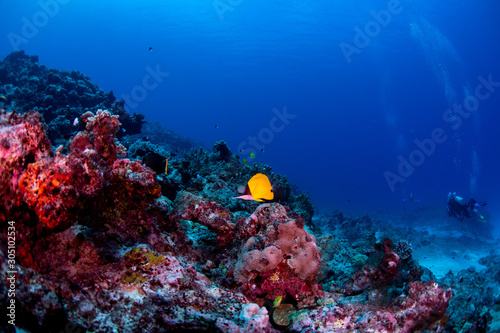 Fototapeta Naklejka Na Ścianę i Meble -  A butterfly fish swimming over the reef in Tonga