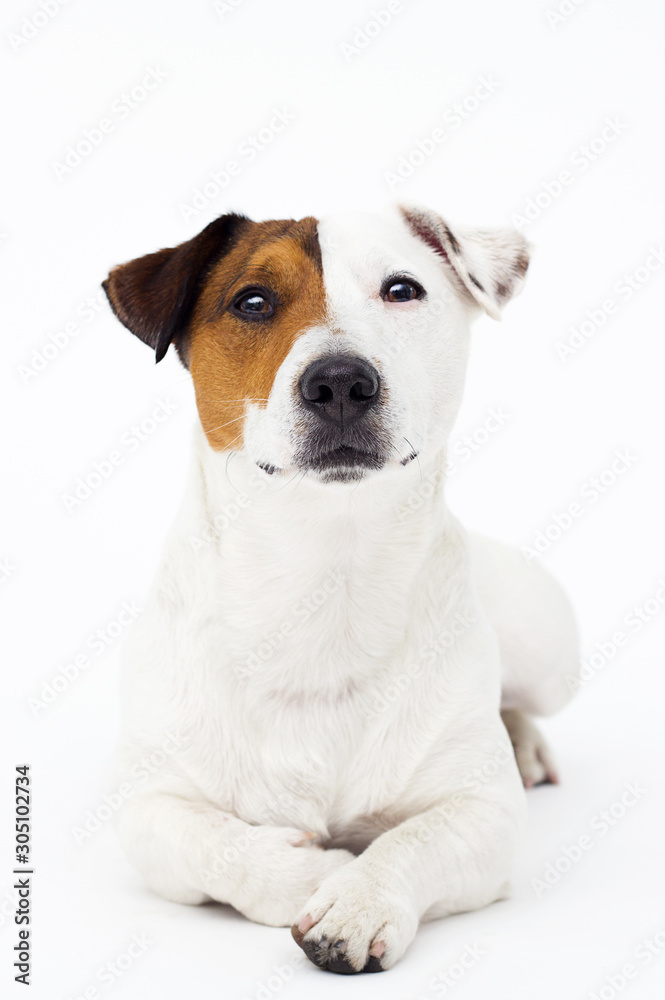 dog jack russell terrier lies and looks  on a white background