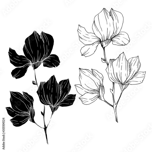 Vector Magnolia floral botanical flowers. Black and white engraved ink art. Isolated magnolia illustration element. © yanushkov