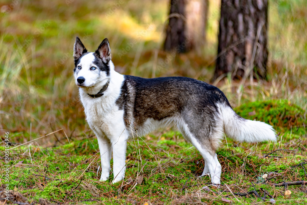 Portrait of Border - Husky