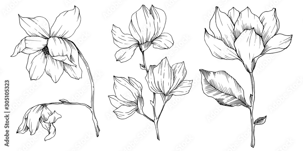 Vector Magnolia floral botanical flowers. Black and white engraved ink art. Isolated magnolia illustration element. Vector Magnolia floral botanical flowers. Black and white engraved ink art. Isolated magnolia illustration element.