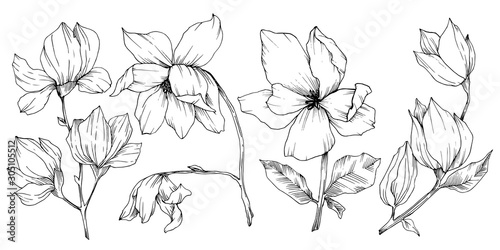 Vector Magnolia floral botanical flowers. Black and white engraved ink art. Isolated magnolia illustration element.