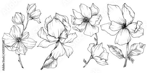 Vector Magnolia floral botanical flowers. Black and white engraved ink art. Isolated magnolia illustration element.
