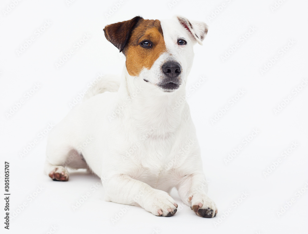 dog jack russell terrier looks up on a white background