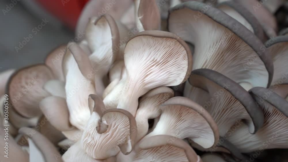 mushrooms on a chopping board. Fresh oyster mushrooms. Pleurotus ostreatus mushrooms on a chopping board. Fresh oyster mushrooms. Pleurotus ostreatus