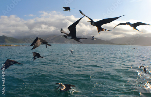 bird sea caribbean sea Venezuela