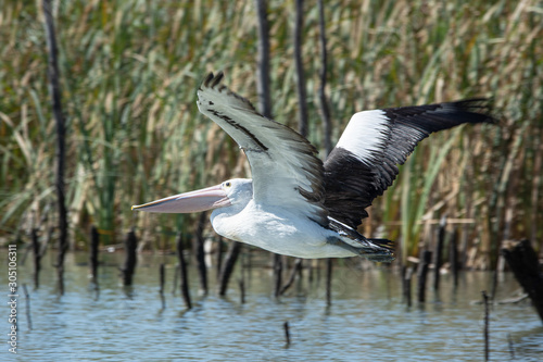 Backwater swamp fly by, wild Australian Pelican in flight.