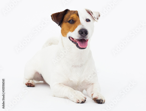 dog jack russell terrier looks up on a white background photo