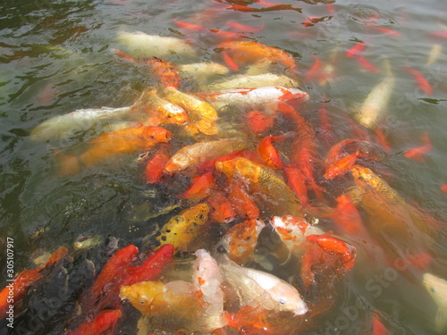 Koi pond during a feeding session © Shannon