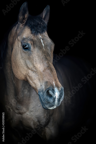 Beautiful horse posing in the frame. Thoroughbred, racehorse, horse photography.