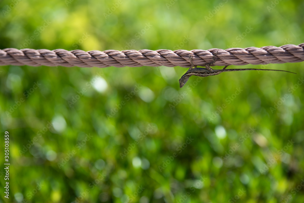 Beach gecko lizard on sea rope Beach gecko lizard on sea rope
