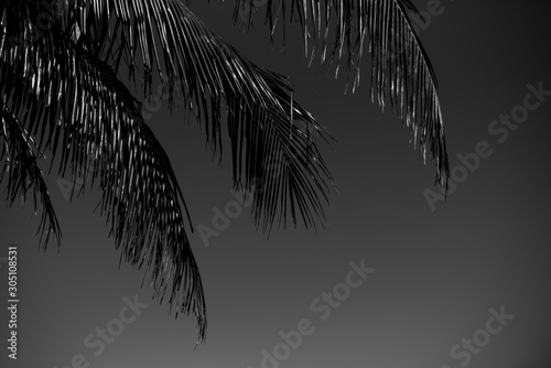 Black and White palm tree ferns