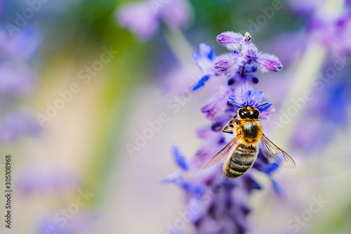 macro of a bee collecting pollen on a lavender flower with copy space © Claudia Nass
